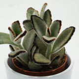 Kalanchoe tomentosa Jumbo - 8.5cm