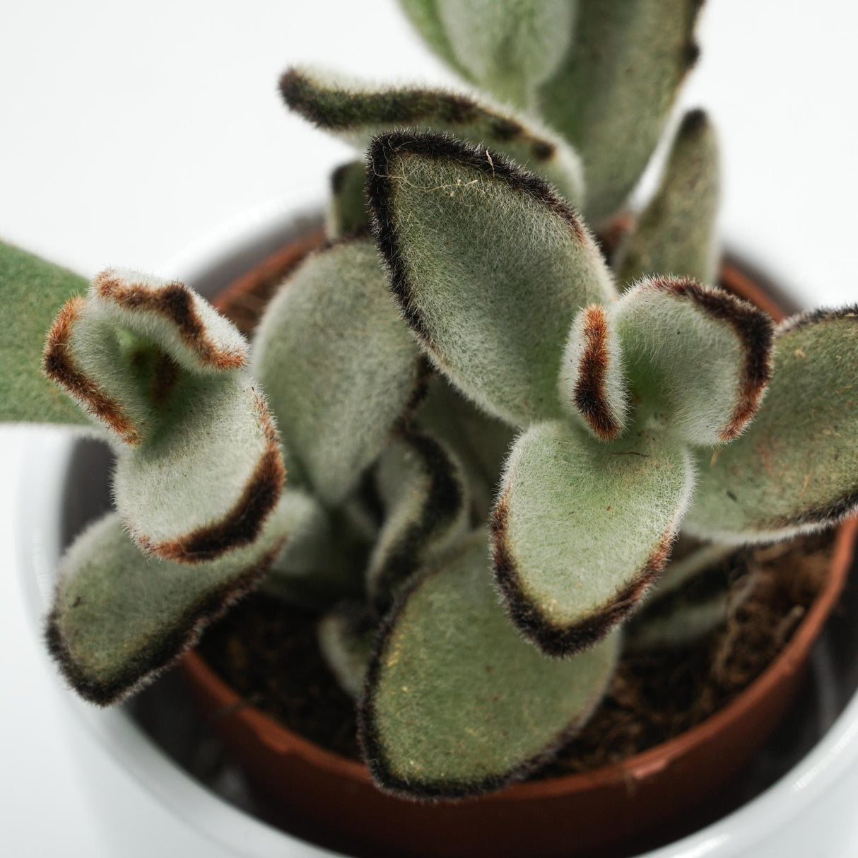 Kalanchoe tomentosa Jumbo - 8.5cm