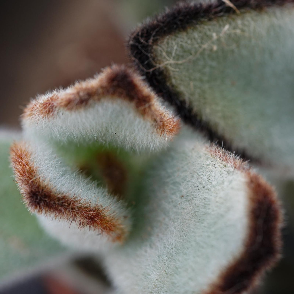 Kalanchoe tomentosa Jumbo - 8.5cm