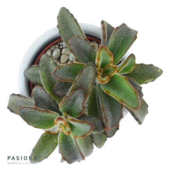 Konnichiwa Kalanchoe, 5 pieces