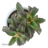 Konnichiwa Kalanchoe, 5 pieces