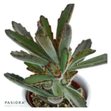 Kalanchoe tomentosa Rubra - 6cm