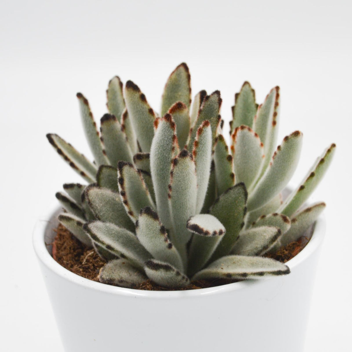 Kalanchoe tomentosa - 10.5cm