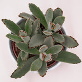 Kalanchoe tomentosa - 10.5cm