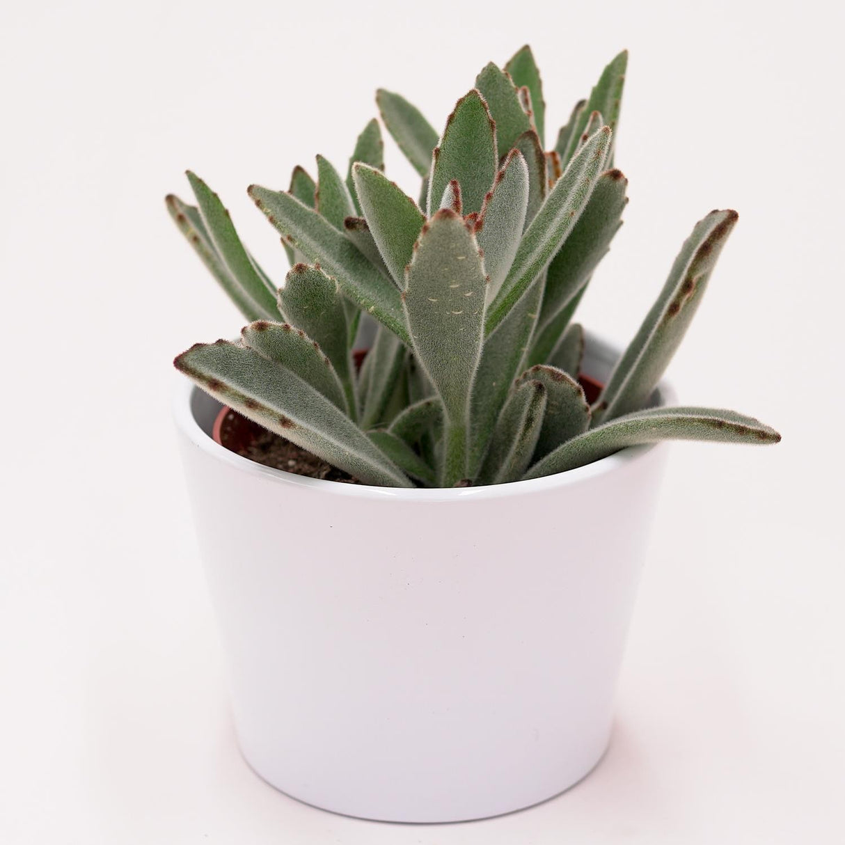 Kalanchoe tomentosa - 10.5cm