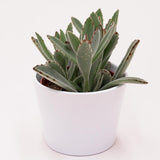 Kalanchoe tomentosa - 10,5cm