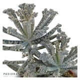 Kalanchoe tubiflora - 6cm