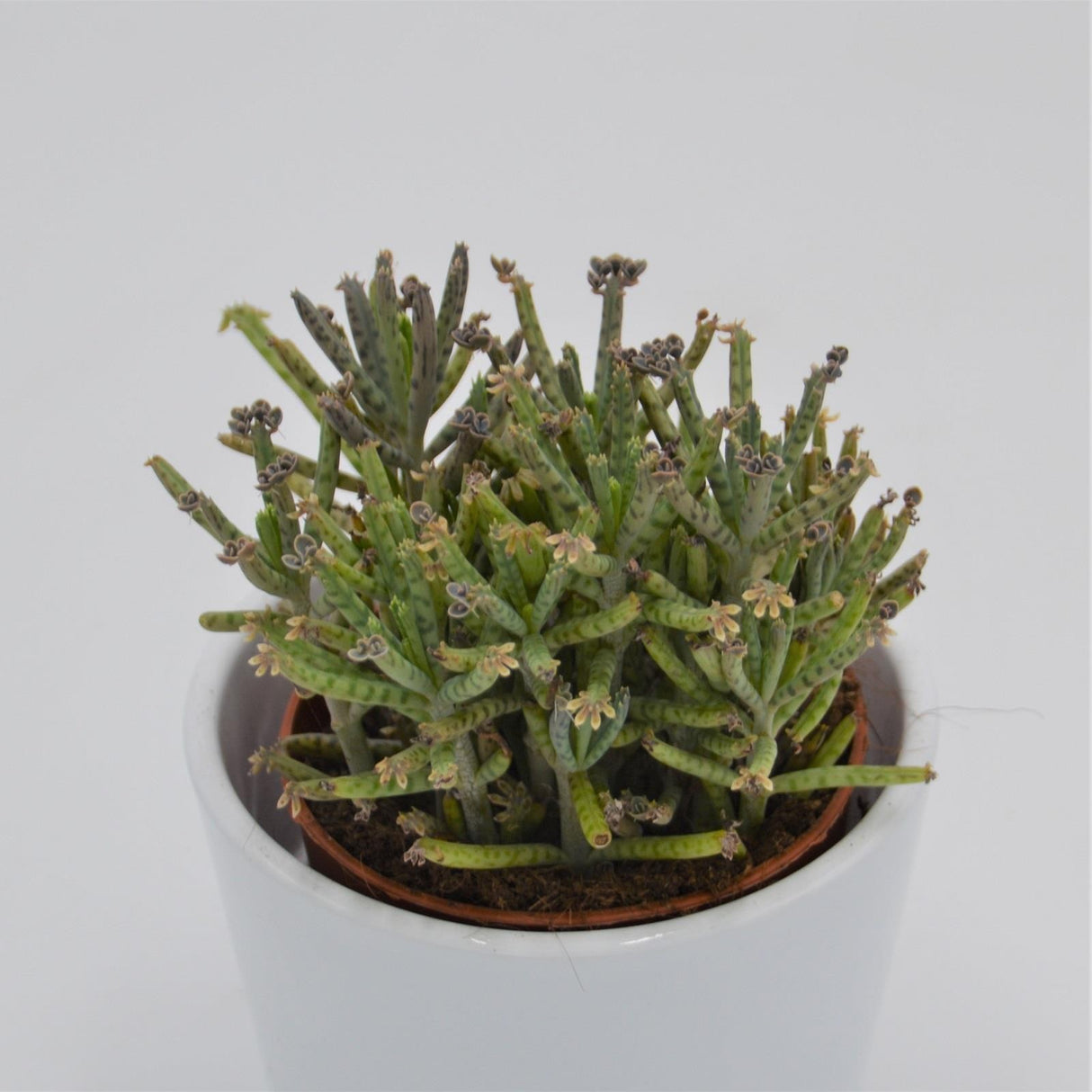 Kalanchoe tubiflora - Bunch - 8.5cm