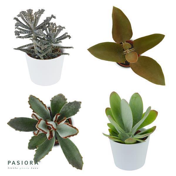 Konnichiwa Kalanchoe, 5 pieces