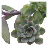 Stem cuttings, 3 pieces