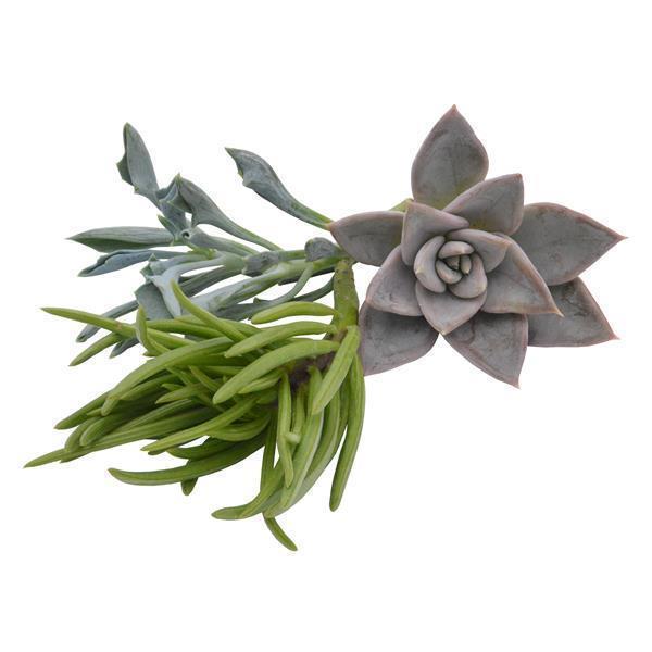 Stem cuttings, 3 pieces
