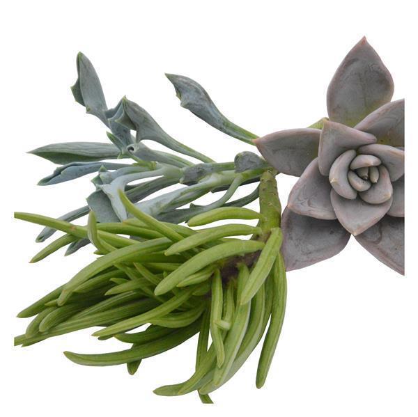 Stem cuttings, 3 pieces