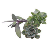 Stem cuttings, 3 pieces