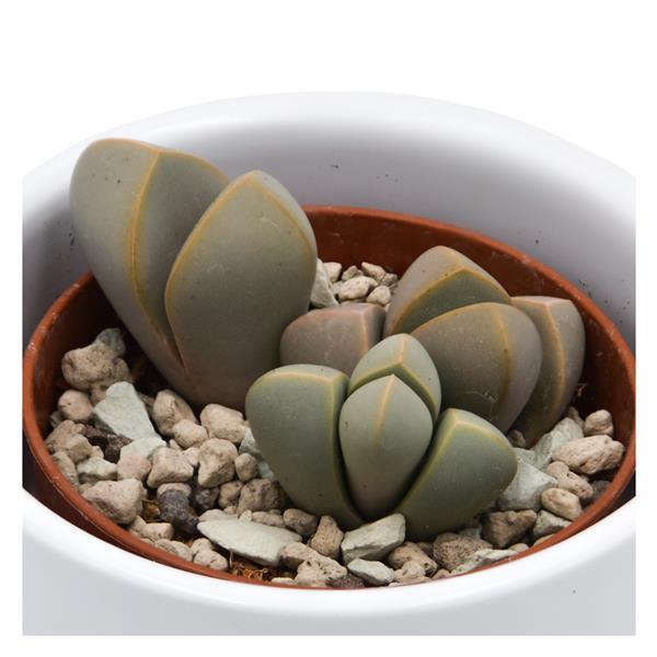 Lapidaria margaretae - 5.5cm