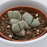 Lapidaria margaretae - 5.5cm