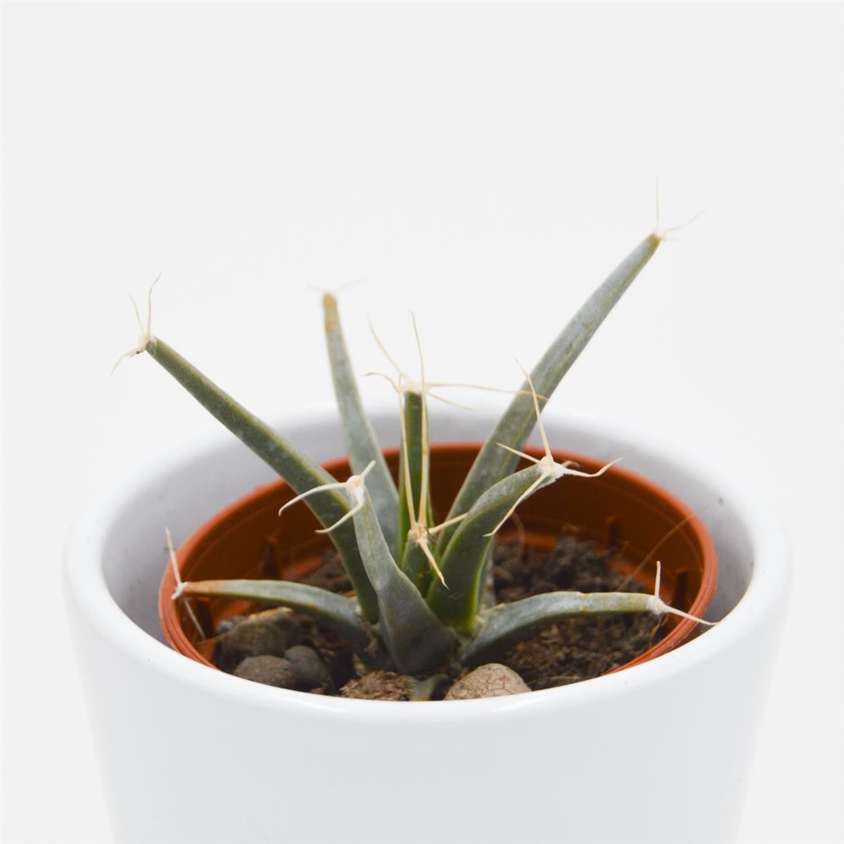 Leuchtenbergia principis (Agave Cactus) - 5.5cm