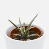 Leuchtenbergia principis (Agave Cactus) - 5.5cm