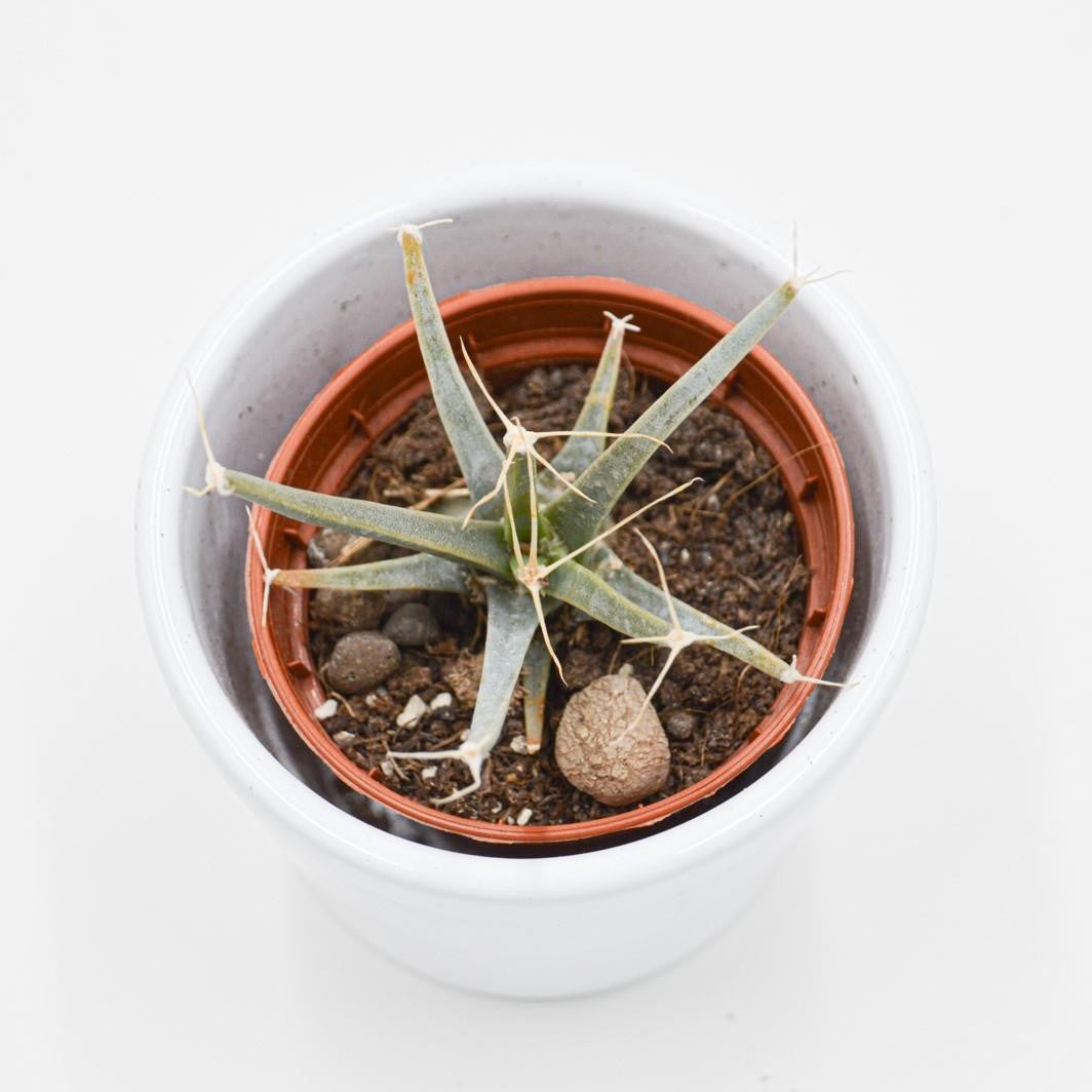 Leuchtenbergia principis (Agave Cactus) - 5.5cm