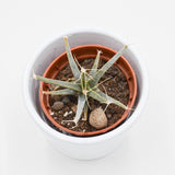 Leuchtenbergia principis (Agave Cactus) - 5.5cm