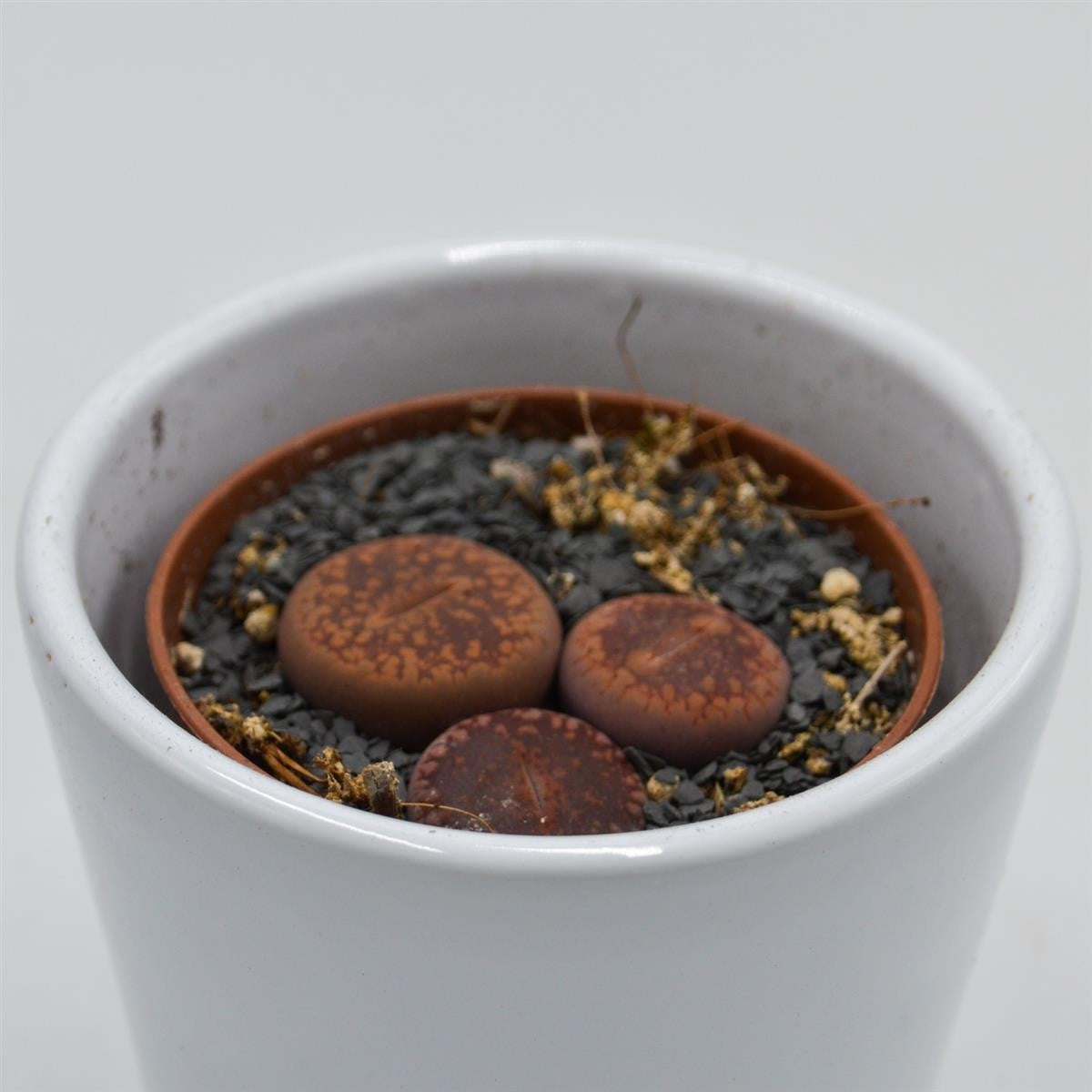 Lithops ssp. - 5.5cm