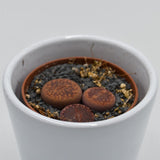 Lithops ssp. - 5.5cm