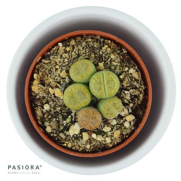 Lithops ssp. - 5.5cm