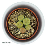 Lithops ssp. - 5.5cm