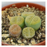 Lithops ssp. - 5.5cm