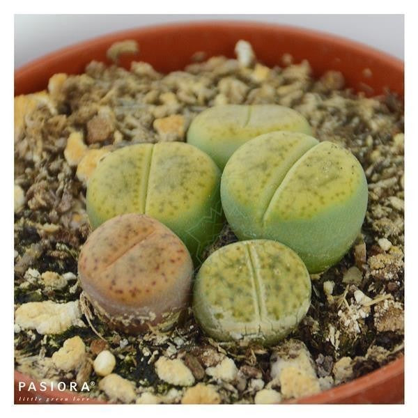 Succulent Selection, 10 pieces