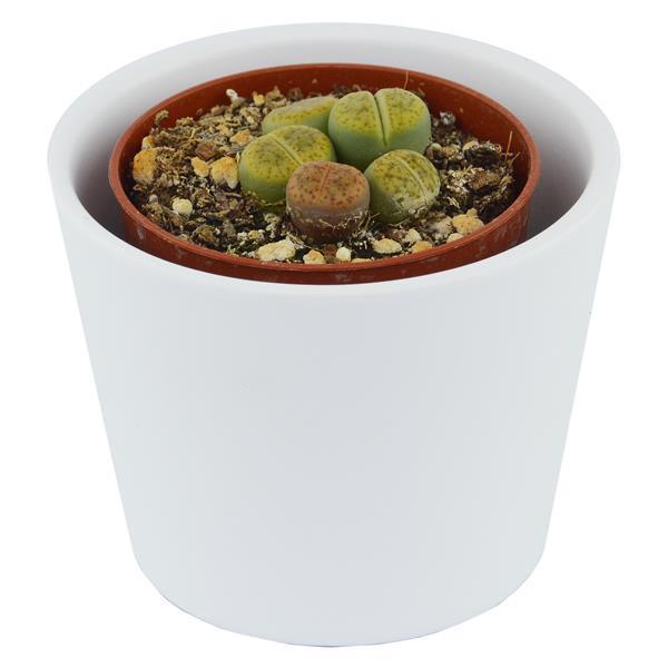Lithops ssp. - 5.5cm