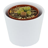 Lithops ssp. - 5.5cm