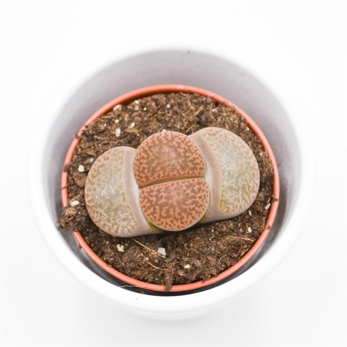 Lithops ssp. - 5.5cm