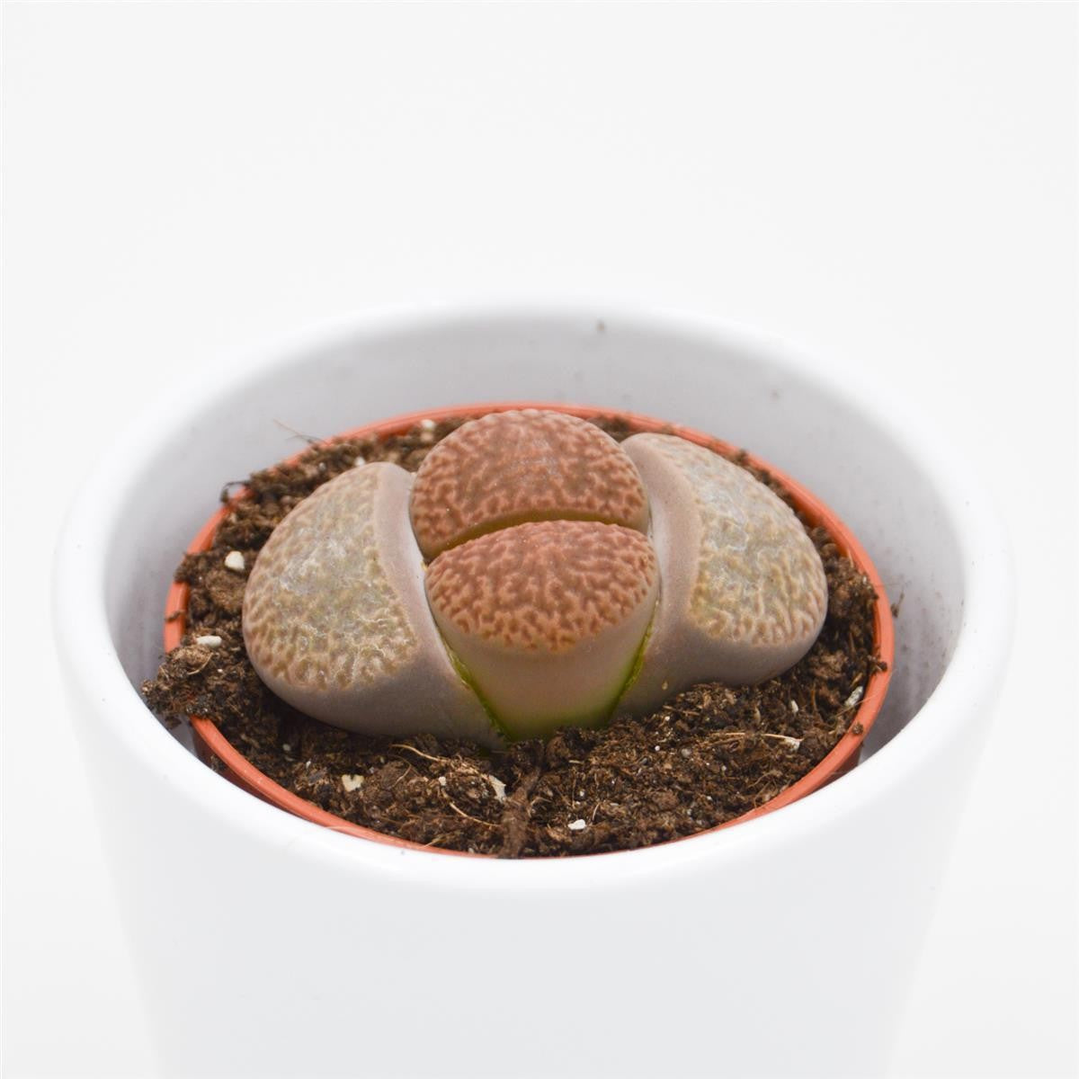 Lithops ssp. - 5.5cm