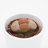 Lithops ssp. - 5.5cm