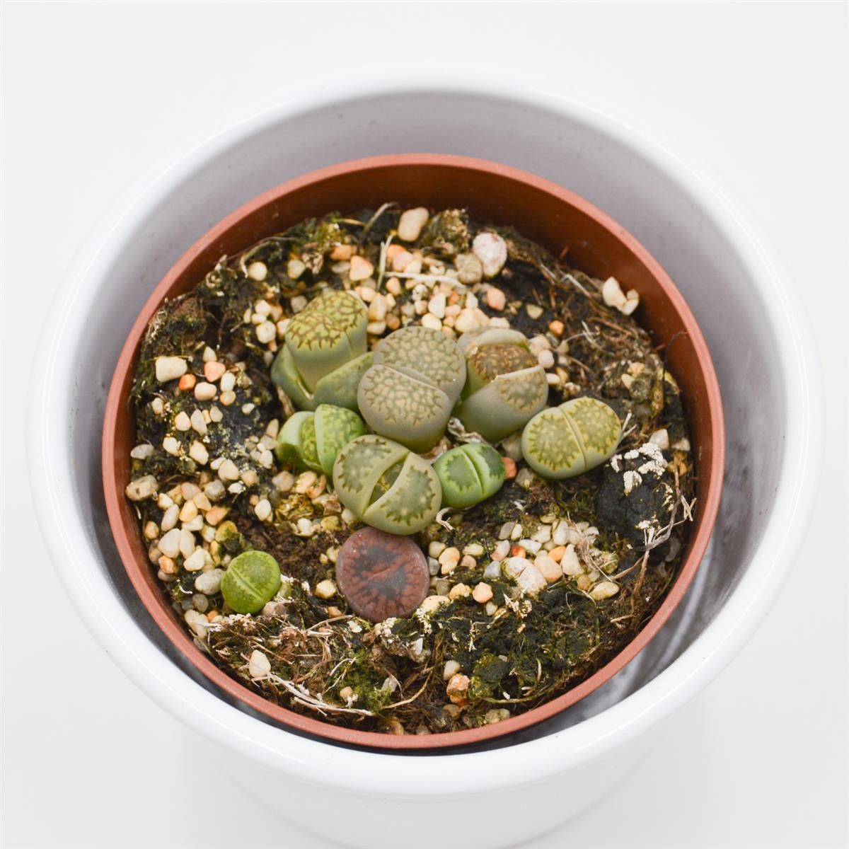 Lithops ssp. - 8.5cm