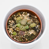 Lithops ssp. - 8.5cm