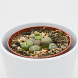 Lithops ssp. - 8.5cm