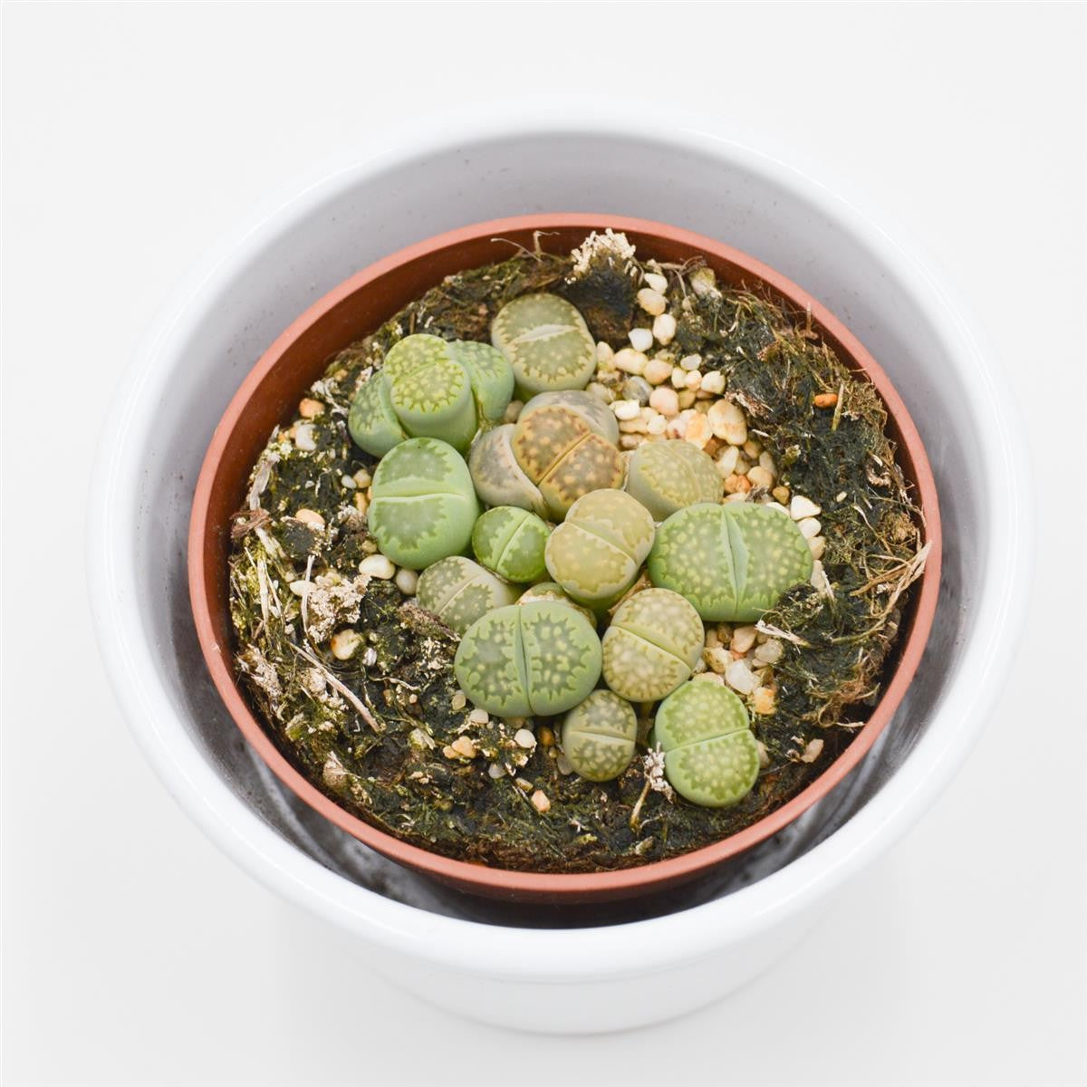 Lithops ssp. - 8.5cm