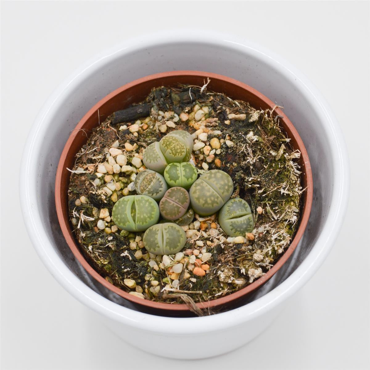 Lithops ssp. - 8.5cm
