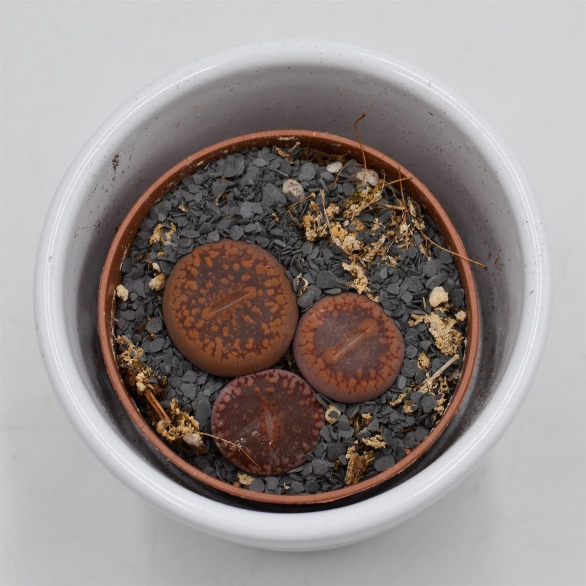 Lithops ssp. - 5.5cm