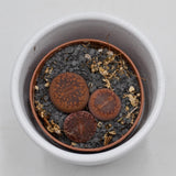 Lithops ssp. - 5.5cm