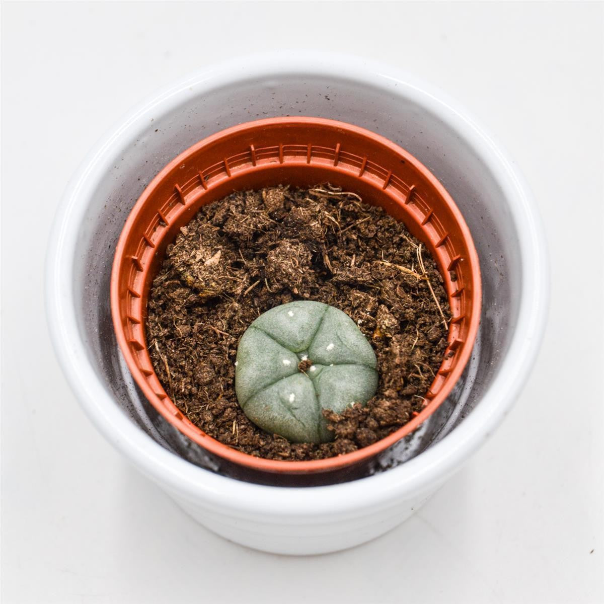 Lophophora williamsii (Peyote Cactus) - 5.5cm