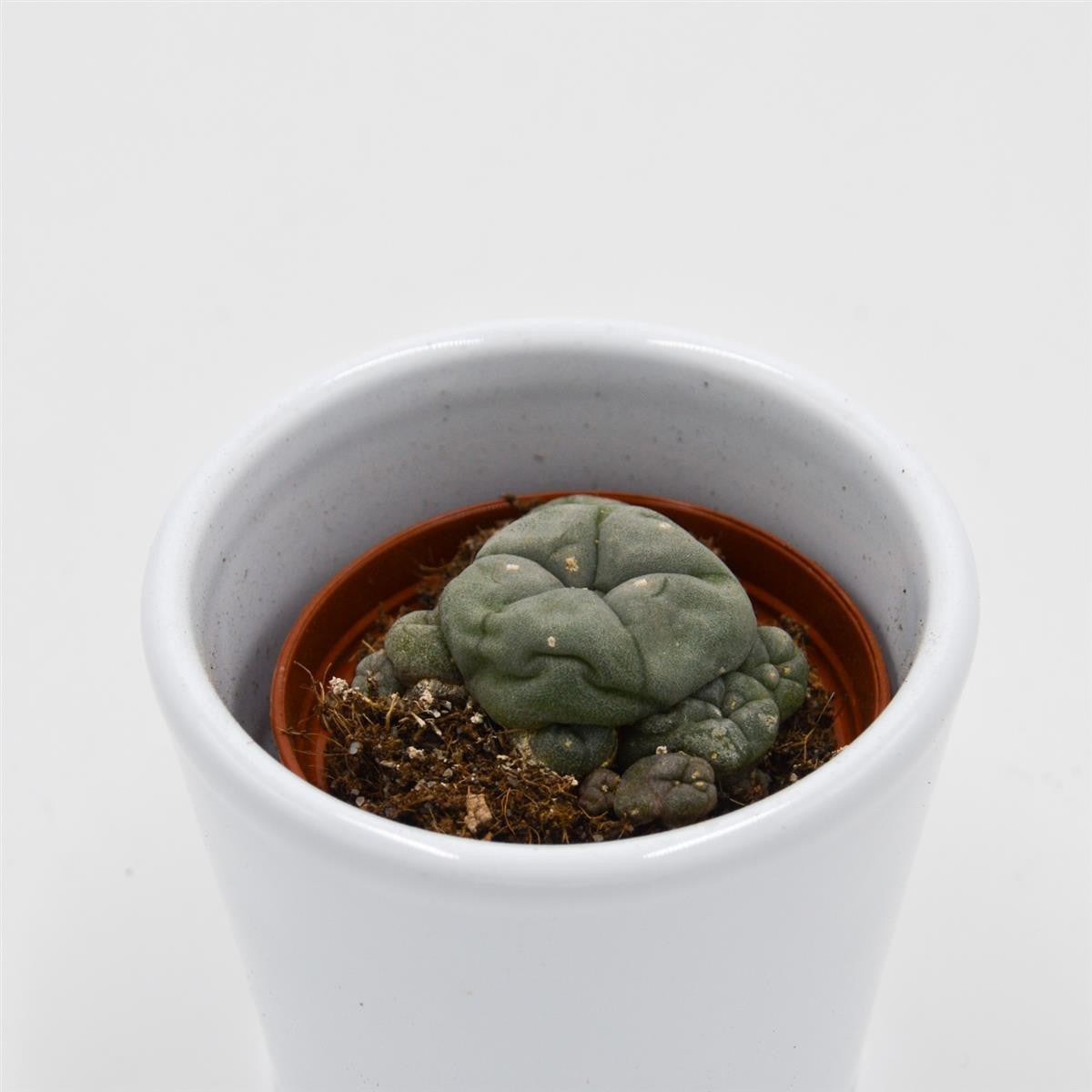 Lophophora williamsii Cluster - 5.5cm