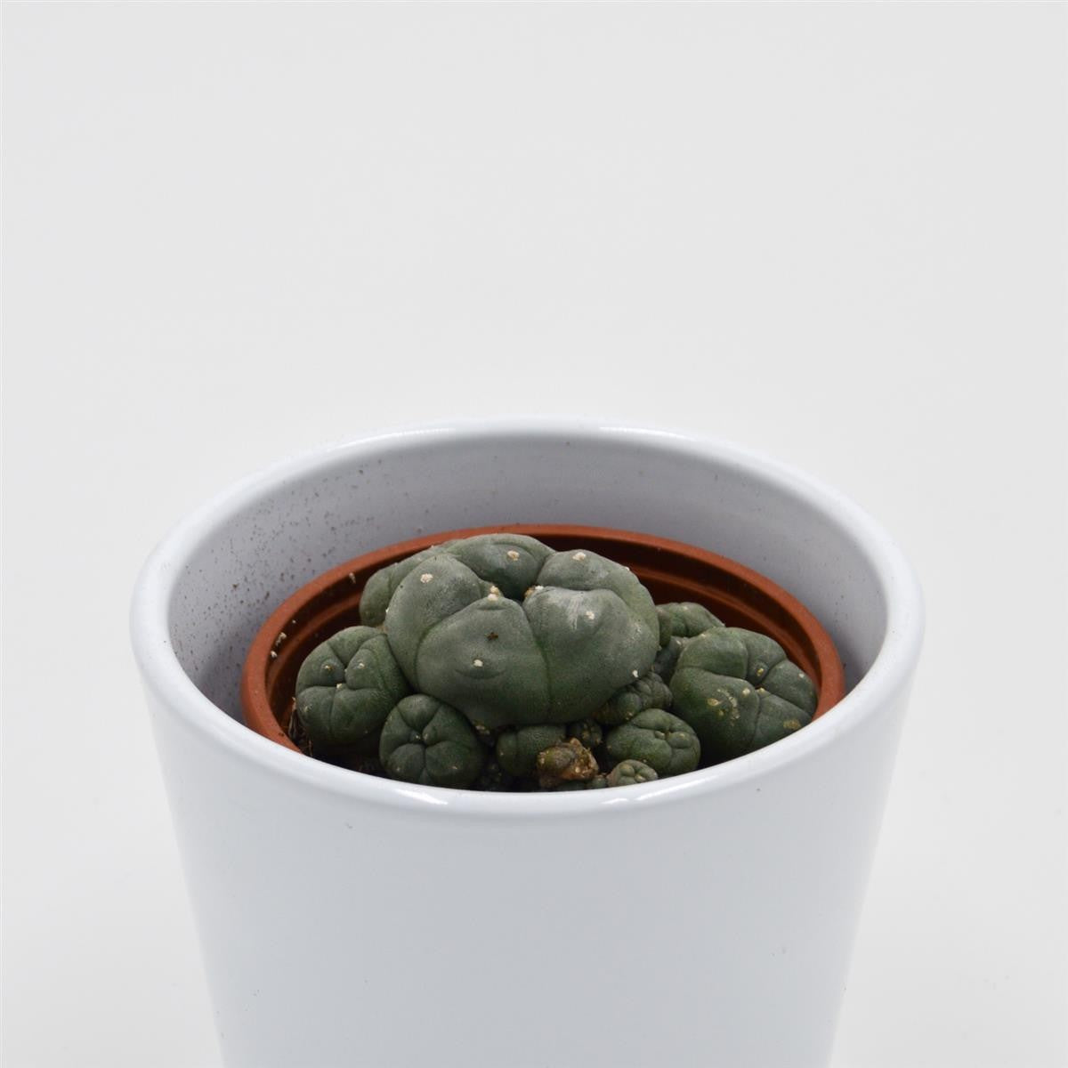 Lophophora williamsii Cluster (Peyote Cactus) - 8.5cm