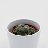Lophophora williamsii Cluster (Peyote Kaktus) - 8,5cm