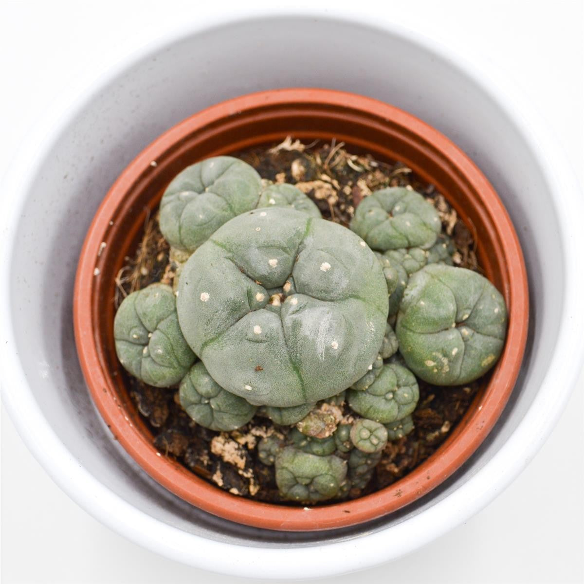 Lophophora williamsii Cluster (Peyote Cactus) - 8.5cm