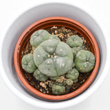 Lophophora williamsii Cluster (Peyote Kaktus) - 8,5cm