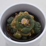 Lophophora williamsii Cluster (Peyote Cactus) - 8.5cm
