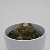 Lophophora williamsii Cluster (Peyote Cactus) - 8.5cm
