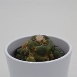 Lophophora williamsii Cluster (Peyote Cactus) - 8.5cm